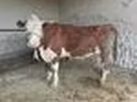 گاو نر, Simmental cattle — عکس 4