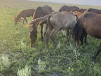 Kuda betina, Horses — foto 3