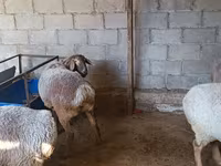 Kambing betina, Arashan sheep — foto 1