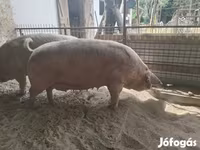 خوک ماده, Датский ландрас — عکس 3