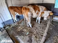 Krava, Simmental cattle — foto 4