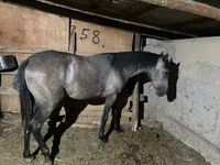 Cavalla, Thoroughbred horse — foto 2