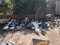 Ducks — عکس 4