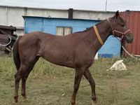 Aygır, Arabian horse — foto 5