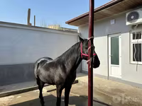 Cavallo, Cavalli — foto 7