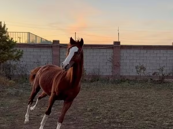 Koń, Arabian horse