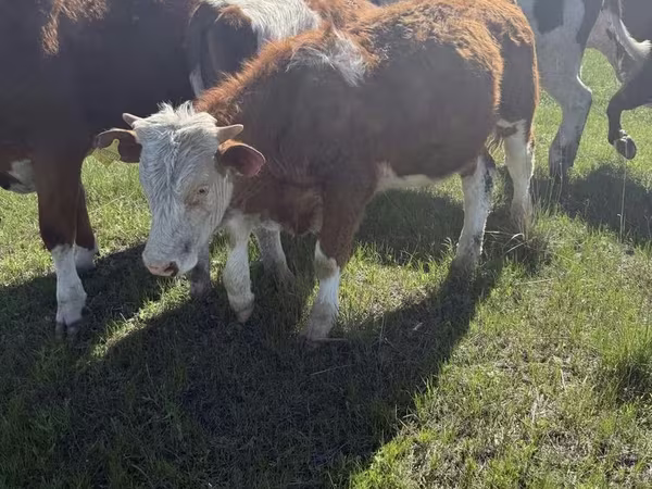 Toro, Mucca kazaka a testa bianca