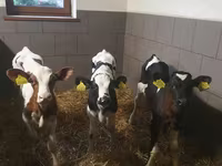 ወንድ በሬ, Cattle — ፎቶ 2