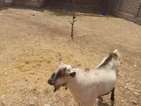 Caprone, Saanen goat — foto 2