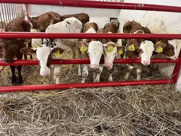 مویشی (گروپ، جنس مذکور نہیں), Simmental cattle