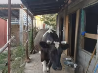 Ko, Holstein-race — foto 3