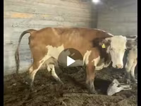 Cow, Kazakh White-headed cow — photo 1