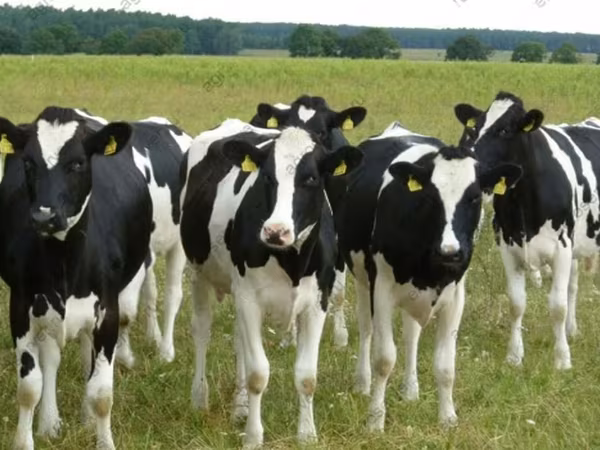 Ko, Holstein-race