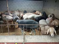 绵羊（批次，未指定性别）, Sheep — 照片 6