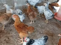 Chickens — foto 3