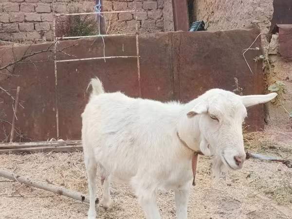 Cabra, Cabras