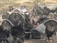 Turkeys — fotografija 1