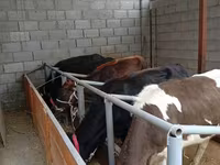 Krowa, Russian Black pied cattle — zdjęcie 3