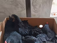 Australorp — fotografija 2