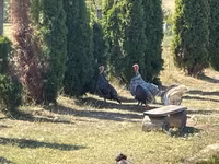 Turkeys — ছবি 2