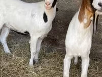 母山羊, Boer goat — 照片 5