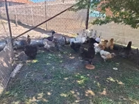 Chickens — 8-сурет