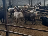Ovan, Arashan sheep — fotografija 2