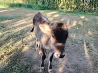 Toro, Simmental cattle — foto 3