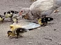 Ducks — 사진 4