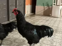 Australian Pit Game fowl — photo 1