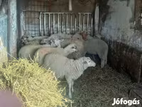 Får (parti, kön ej angivet), Får — foto 5