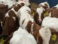 Lembu ternakan (lot, jantina tidak dinyatakan), Cattle — foto 7