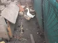 Geese — 2-rasm
