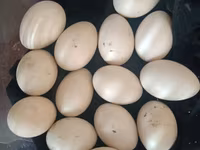 Ducks — รูปภาพ 1