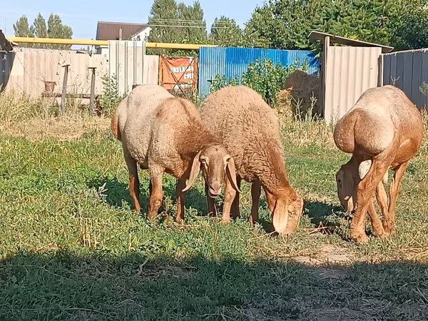 Baran, Arashan sheep