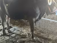Bika, Swiss cattle — 5. fotó