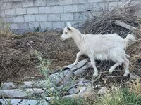 بز ماده, بز — عکس 3