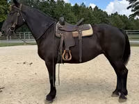 Kuda betina, Percheron — foto 4