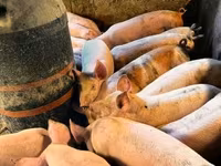 หมูป่าตัวผู้, หมู — รูปภาพ 5