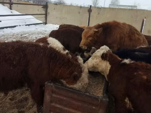 Bull, Cattle — Russia