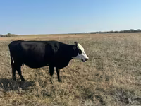 Kuh, Latvian Blue cattle — Foto 2