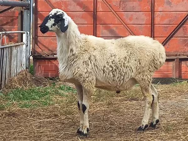 قوچ, Hissar sheep