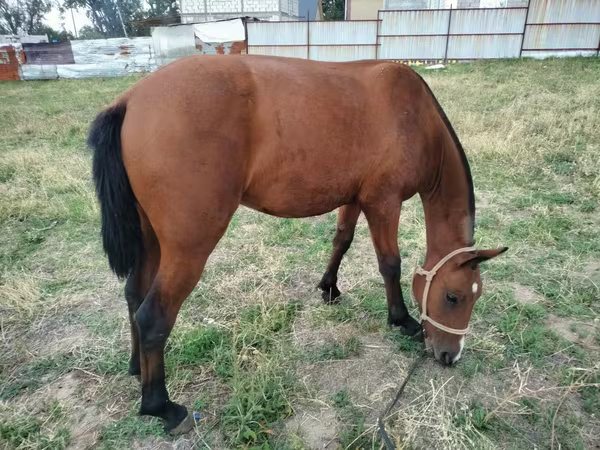 اسب نر, Kazakh horse