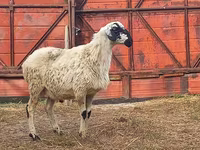 Ram, Hissar sheep — foto 2