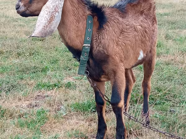 Bode, Cabras