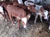 Buqa, Simmental cattle — 5-rasm