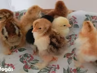 Chickens — zdjęcie 6