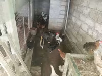 Chickens — 照片 3