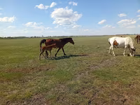 ม้าตัวเมีย, Kinsky horse — รูปภาพ 1