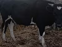 Toro, Ganado vacuno — foto 2
